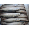 frozen fresh pacific mackerel for sale